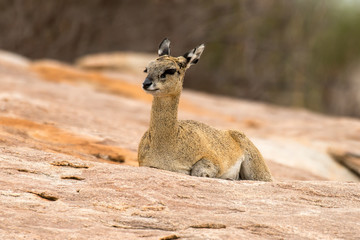 Oréotrague, klipspringer, Oreotragus oreotragus, Afrique du Sud