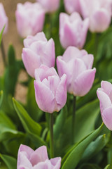 tulips field agriculture holland