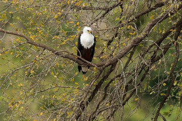 Pygargue vocifère,.Haliaeetus vocifer , African Fish Eagle, Parc national Kruger, Afrique du Sud