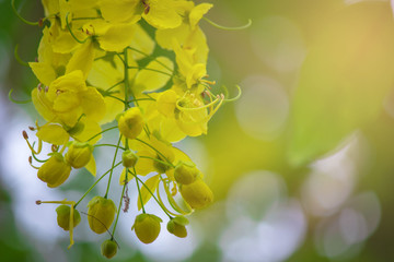 Obraz premium Golden shower flower is bloom. It golden yellow color petals flower. It is a flowering plant in the family Fabaceae. flower is Thailand's national flower