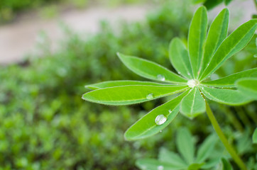 green leaves in the dew