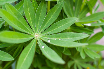 Obraz na płótnie Canvas green leaves in the dew