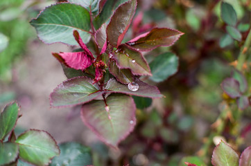 green leaves in the dew
