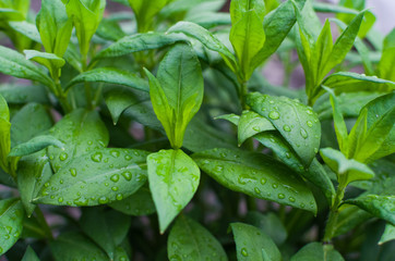 green leaves in the dew