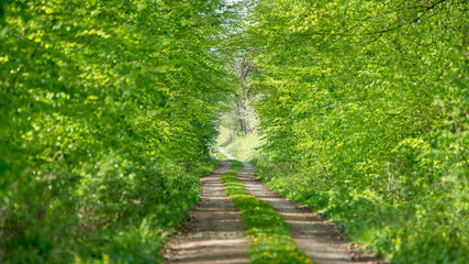 Path into a green forest in spring