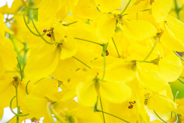 Golden Shower background image select focus , Cassia fistula flower,Ratchaphruek flower Kingdom of Thailand