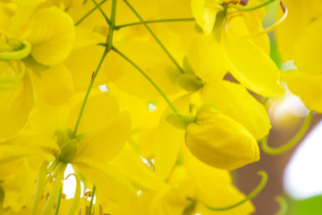 Golden Shower background image select focus , Cassia fistula flower,Ratchaphruek flower Kingdom of Thailand