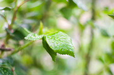 green leaves in the dew