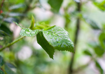 green leaves in the dew
