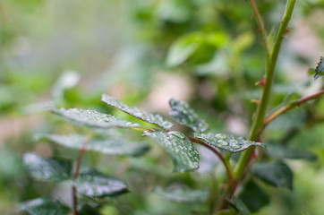 green leaves in the dew