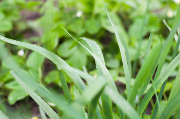 Fototapeta premium green grass in dew after rain