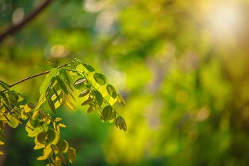 Green leaf background with selective focus