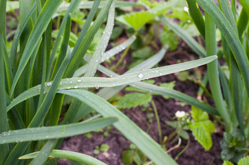 Obraz premium green grass in dew after rain