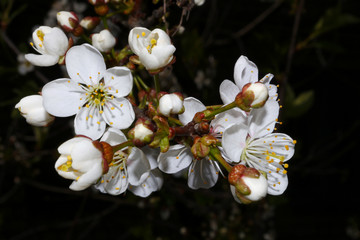 white flowers of cherry