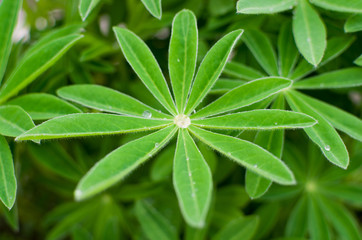 green leaves in the dew
