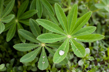 green leaves in the dew