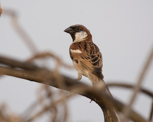 Domestic Sparrow