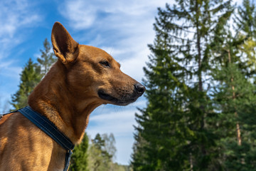 Close up dog face. Red dog stay on the blue sky and green forest background.