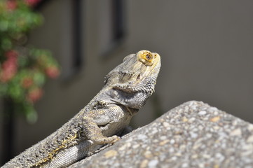 Bartagame