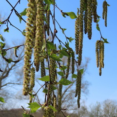 Naklejka premium long flowers and seeds of a birch in spring