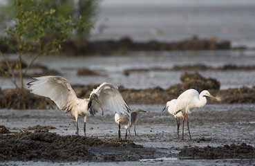 Oriental IBIS with Great Egret