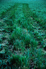 Tire tracks in a meadow.