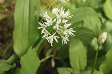 Allium ursinum flower close up