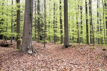 Beech tree woodland in spring