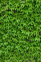 蔦植物の壁