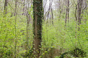 Green springtime woodland