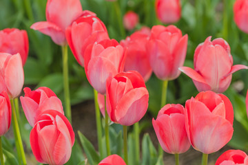 tulips field agriculture holland