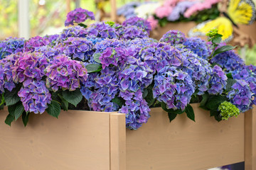  Hydrangea (Hydrangea macrophylla) or Hortensia flower