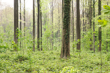 Green wild springtime forest