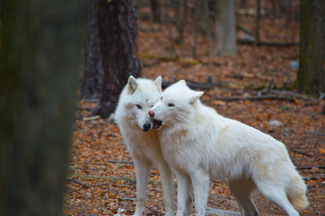 Obraz premium Play Time