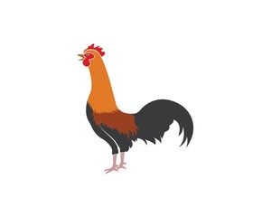 rooster logo vector illustration template