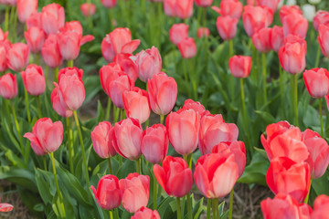 tulips field agriculture holland