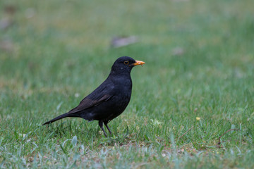 blackbird (Turdus merula) during tasty snack