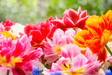 Obraz na płótnie Canvas Blossom flower tulip