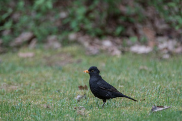 blackbird (Turdus merula) during tasty snack