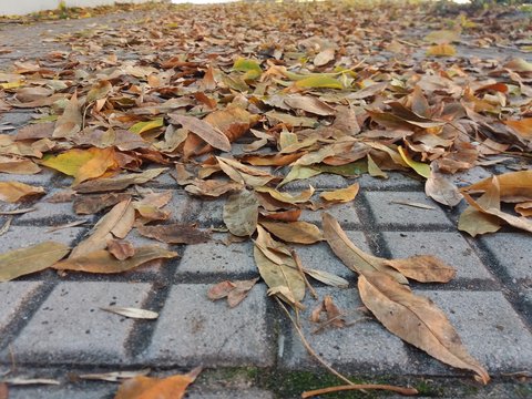 hojas de oto&ntilde;o