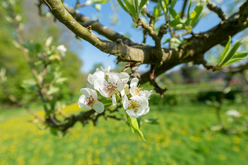 blooming apple tree in spring