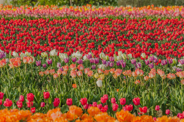 tulips field agriculture holland