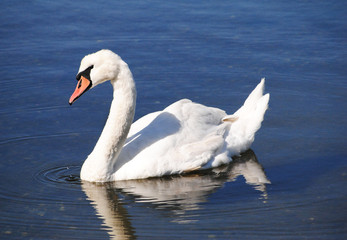 Obraz premium White Swan Swimming in Bright Blue Summer Waters