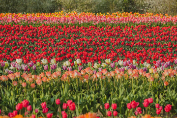 Fototapeta premium tulips field agriculture holland