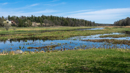 View of swamp in spring: calm water, light green reeds, blue sky, white clouds, reflections on water surface. Scandinavian amazing landscape. Northern Europe travel concept. Wild geese in reeds.