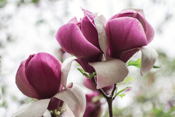 Natural background concept: pink magnolia flowers on tree branches,  there are raindrops on the petals, blur.