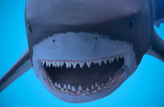A Portrait of the Jaws of a Great White Shark