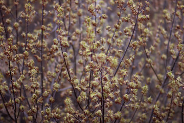 young maple shoots on a blurred background