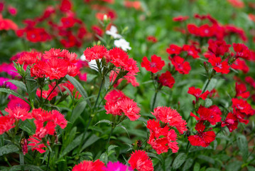 Fototapeta premium Dianthus chinensis (China Pink, Sweet William flower) - Image