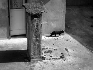 Katze auf einem alten Hausdach bei Sonnenschein an der Altstadt am Tophane Park in der alten...